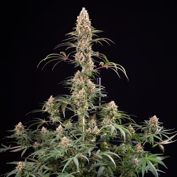 Candy Kush Express