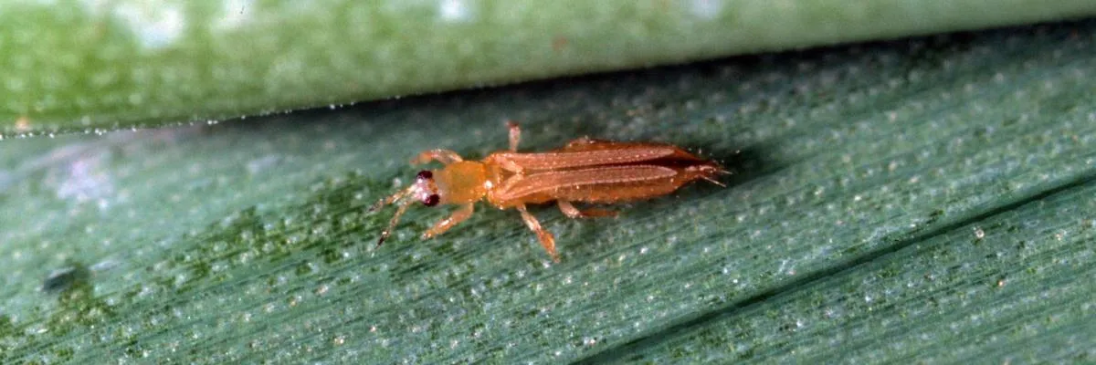 Thrips
