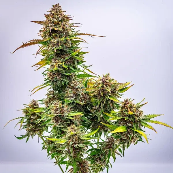 Bubble Kush Auto