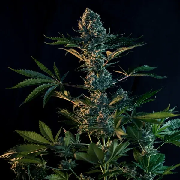 Royal Gorilla