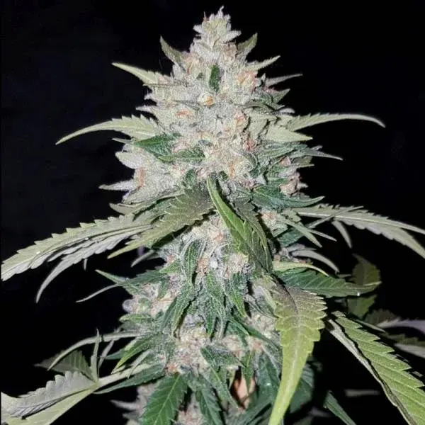 AK Full Auto