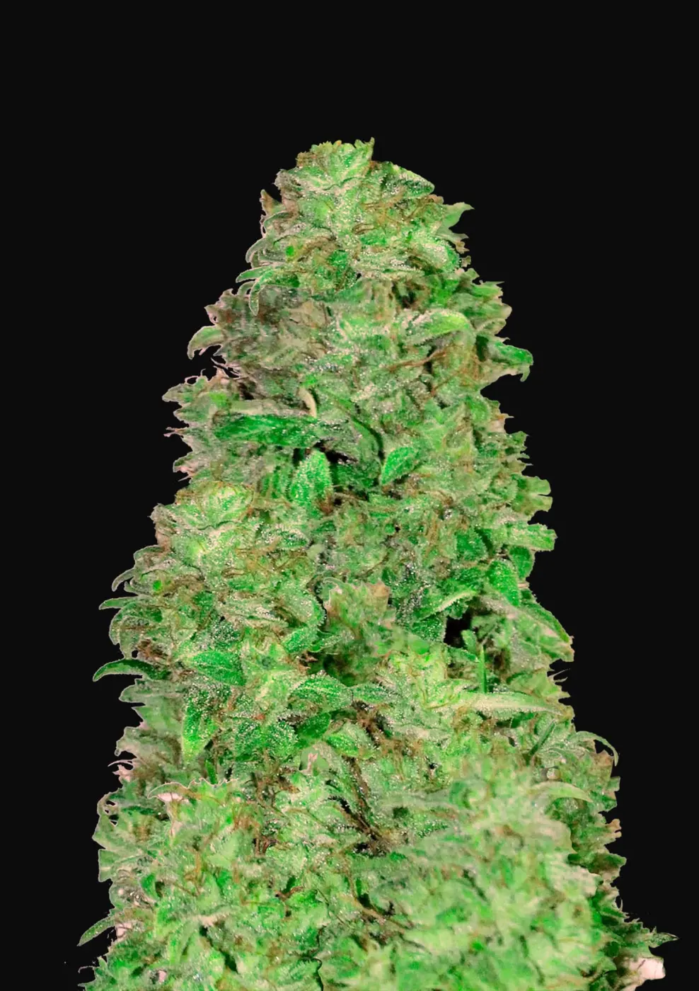 CBD 20:1