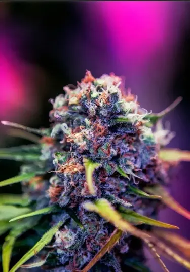 CBD Black Widow