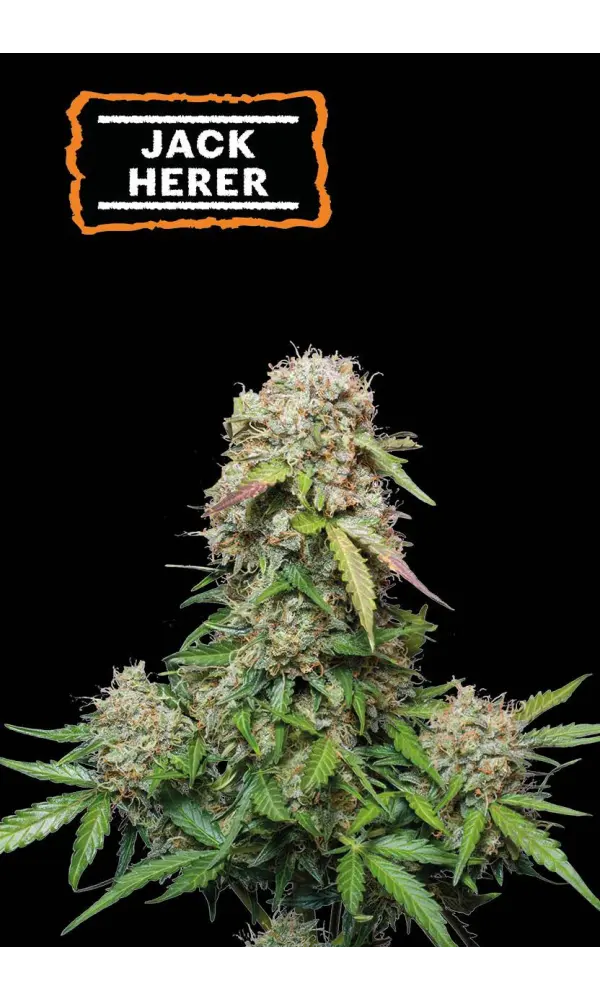 Jack Herer Auto Feminised