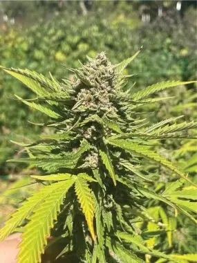 Banana Mango