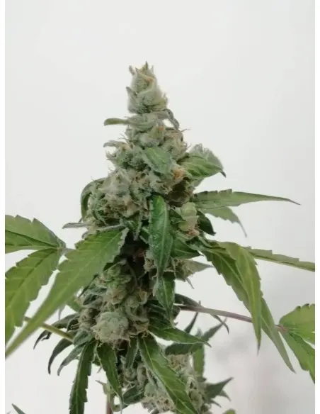 Aurora Green Auto Feminised