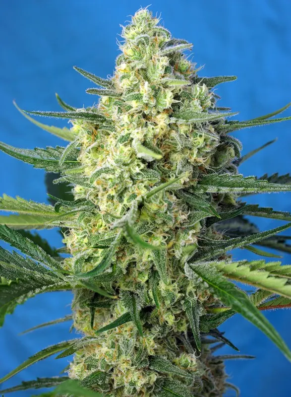 Jack 47 XL Auto Feminised