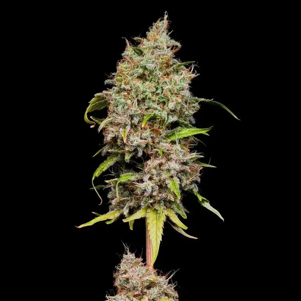 Honey Cream Fast