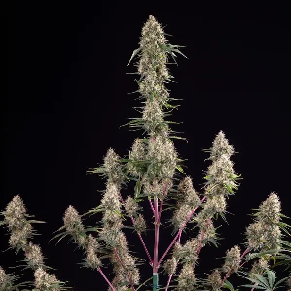 Sundae Driver
