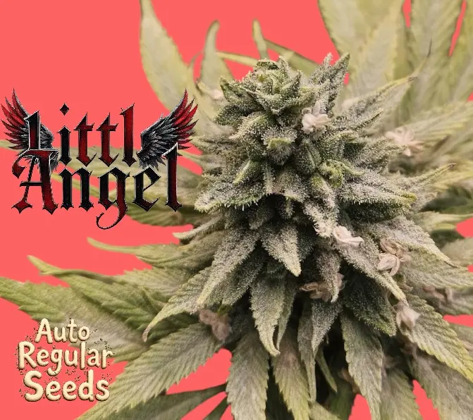 Little Angel