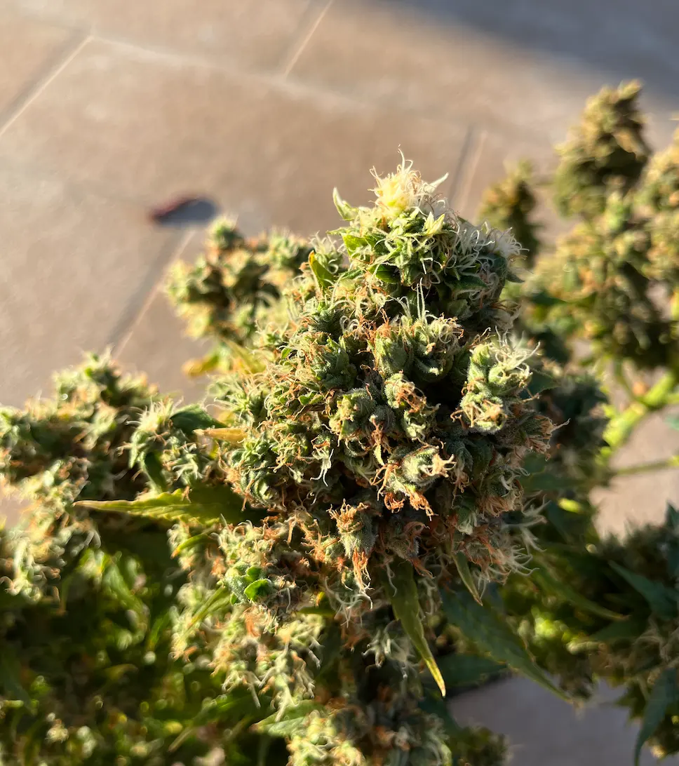 AK47