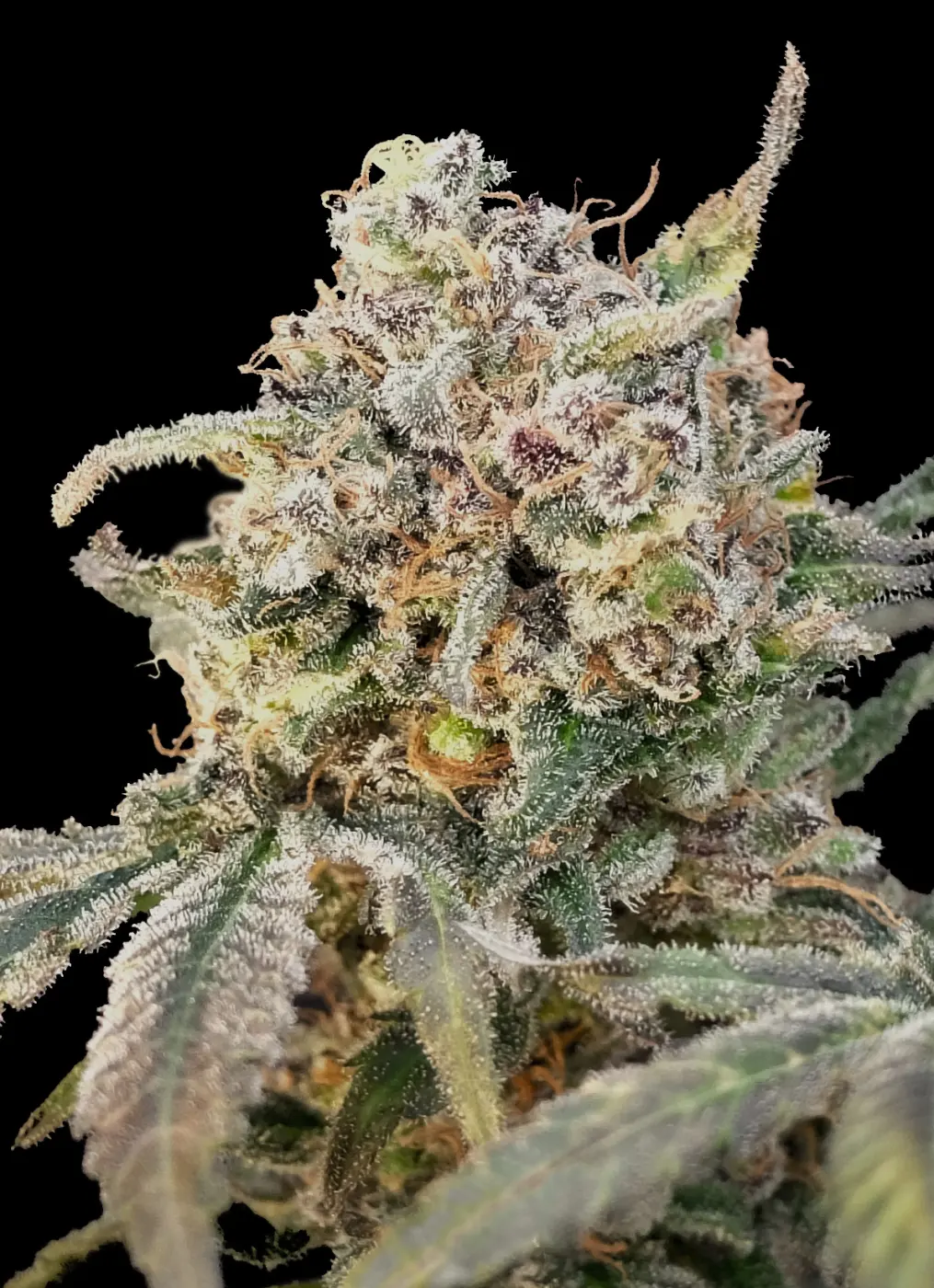 Somango Glue