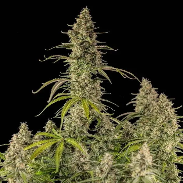 Hyperion F1 Auto