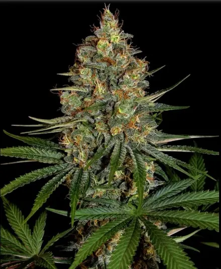 NYC Diesel CBD