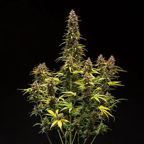 Dosidos Auto