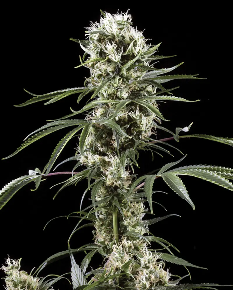 Super Lemon Haze
