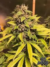 Nightcrawler OG Feminised