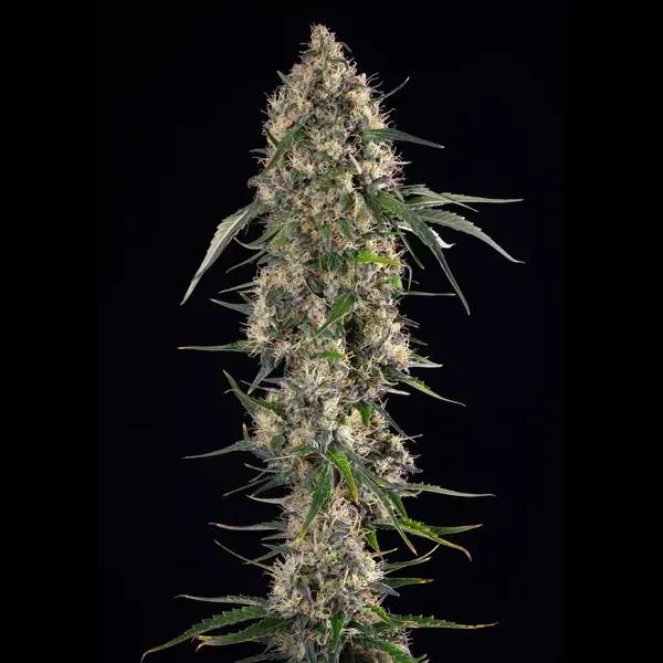 Sundae Driver