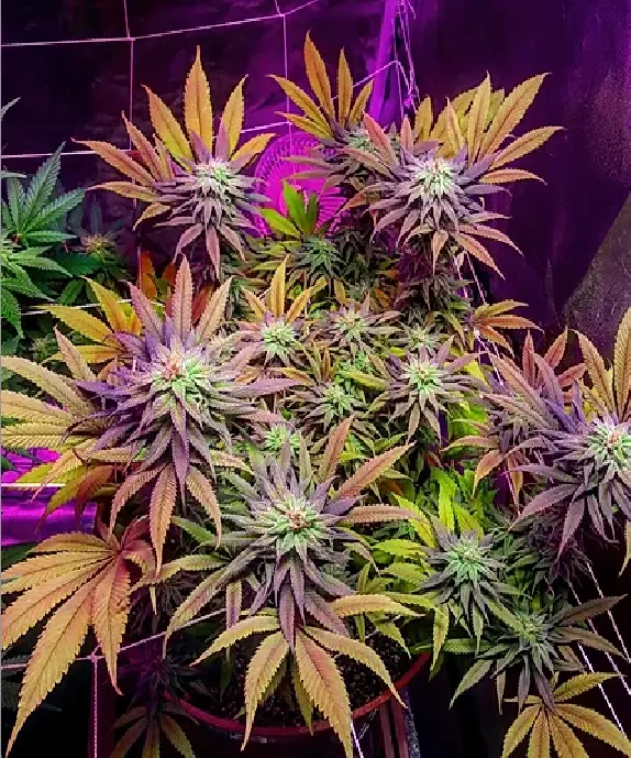 Gorillagasm Feminised