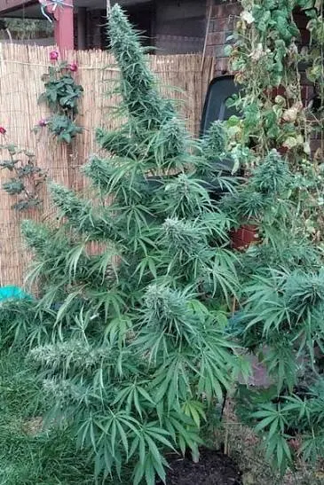 Killer A5 Haze