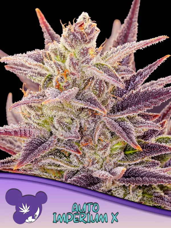 Imperium X Auto