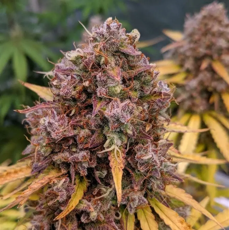Auto San Francisco Sour Dough Feminised