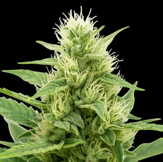 Agartha CBD