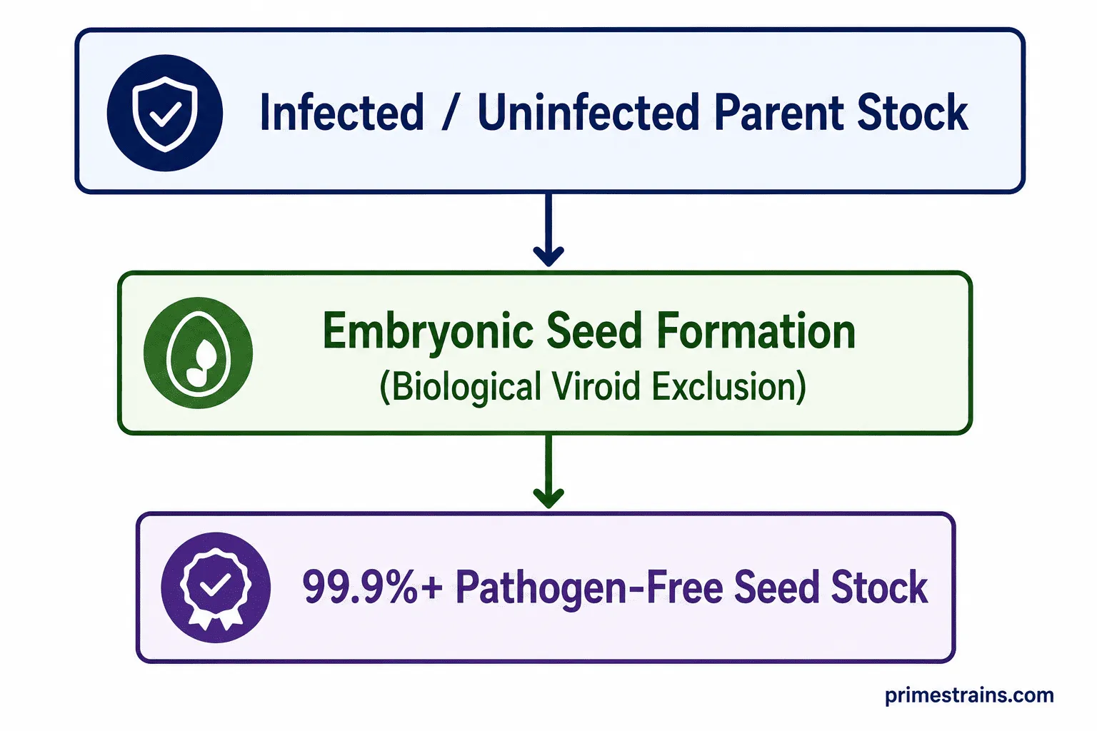 Seed Propagation