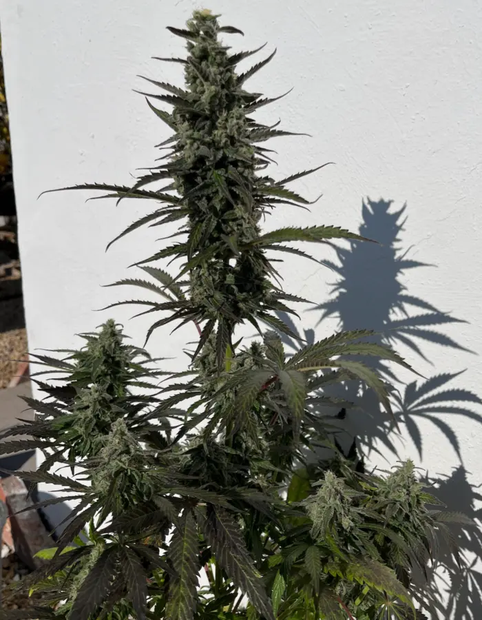 Gelato Cookies