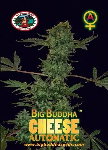 Cheese Auto
