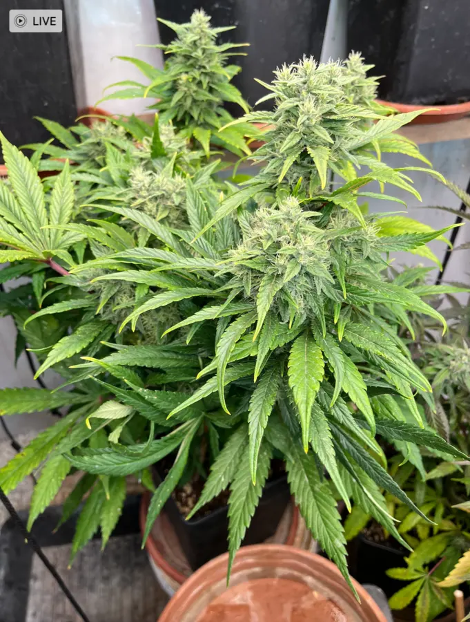 Super Lemon Haze