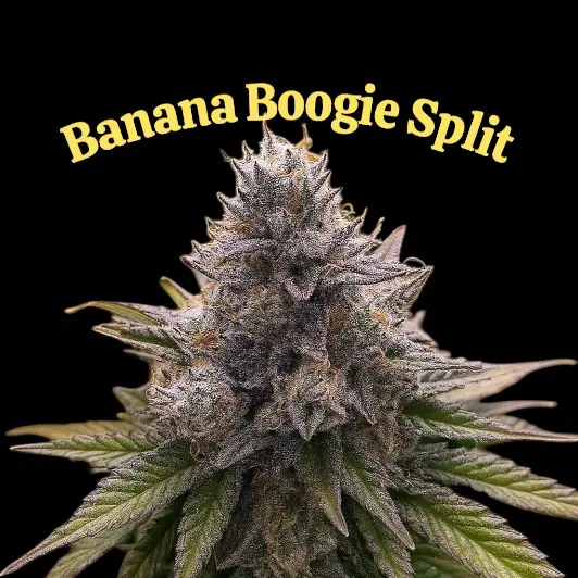 Banana Boogie Split