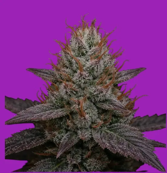 Romulan