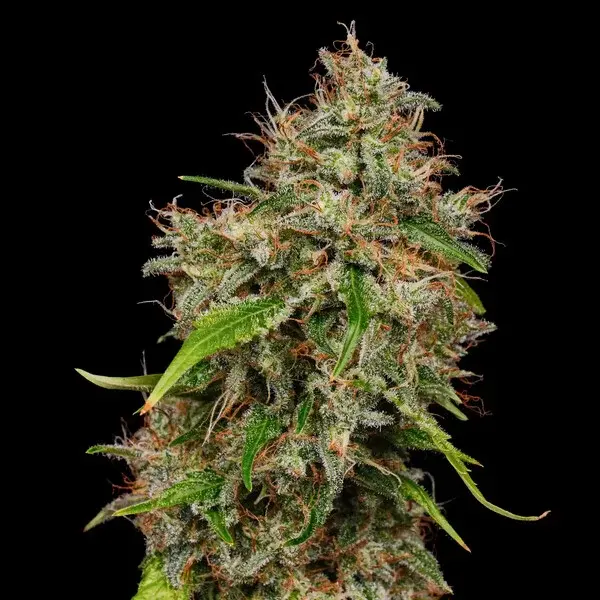 Honey Cream Fast