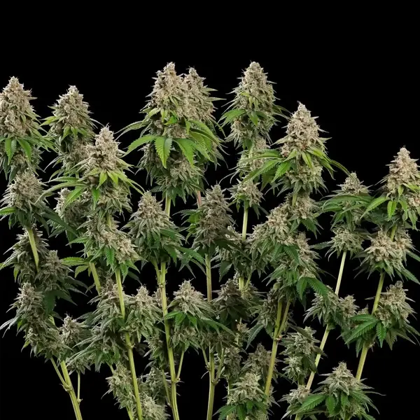Bubblegum XL
