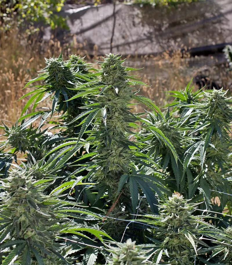 Humboldt Sour Diesel