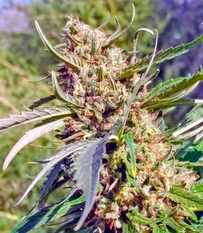 Bruce Banner
