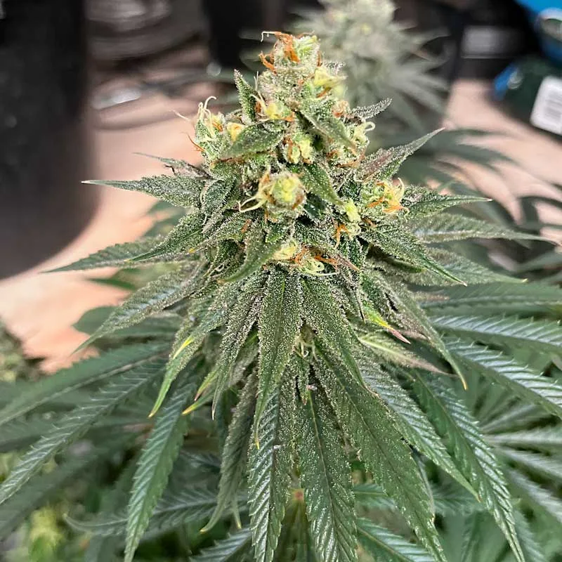 Strawberry Cookies