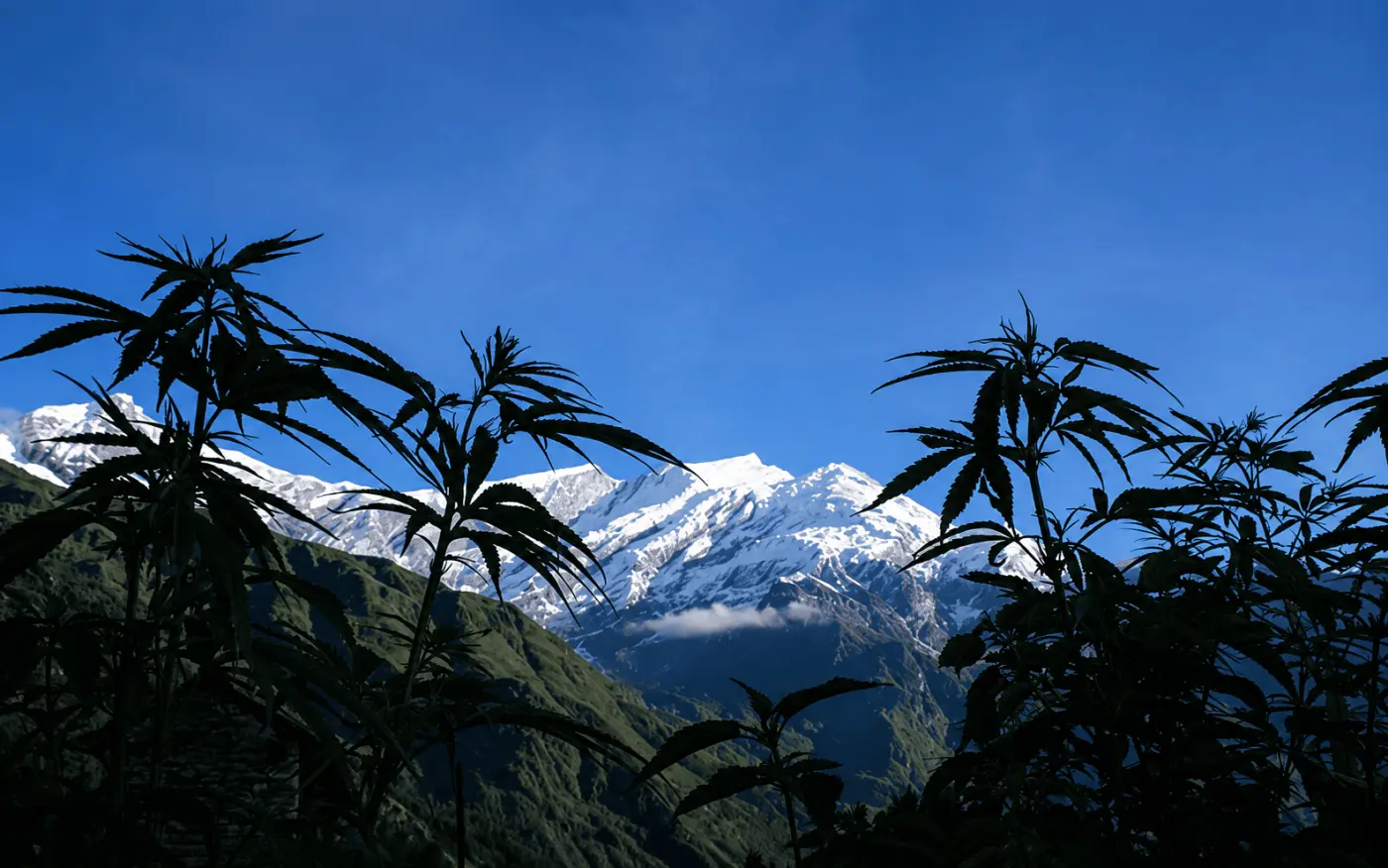 Best Cannabis Strains for Cold Climates