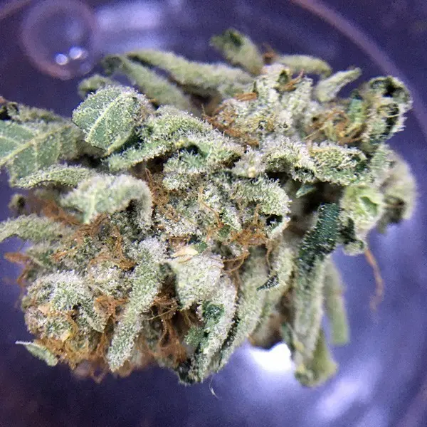 Green Crack