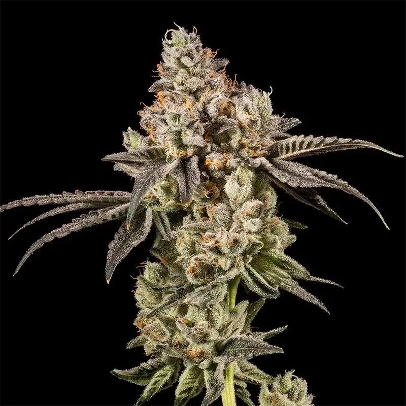 Jack Herer