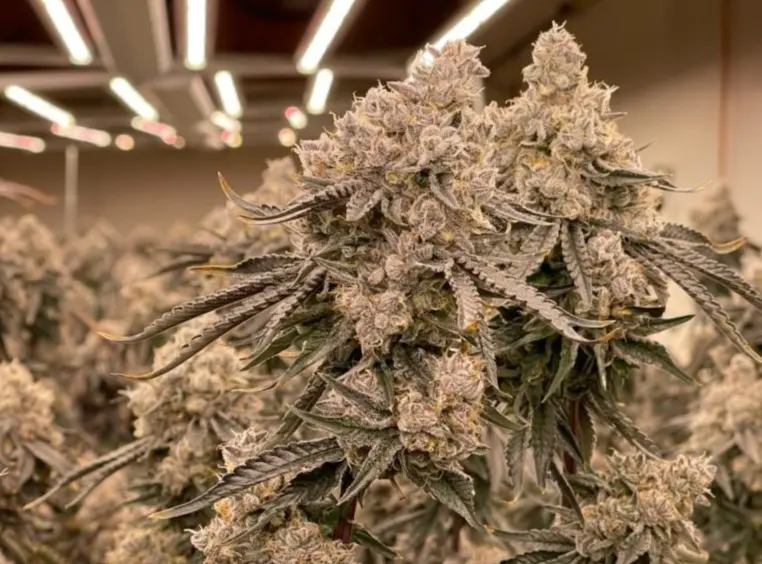 Moonrocks x Apple Fritter