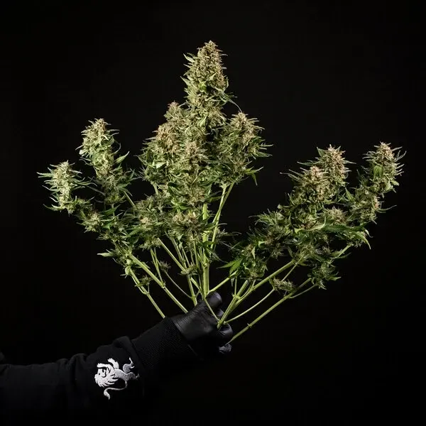 Green Gelato Auto