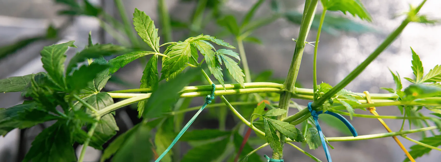 A well-managed indoor canopy can make environmental control more consistent and help growers better understand how plant structure interacts with lighting, airflow, and available space.