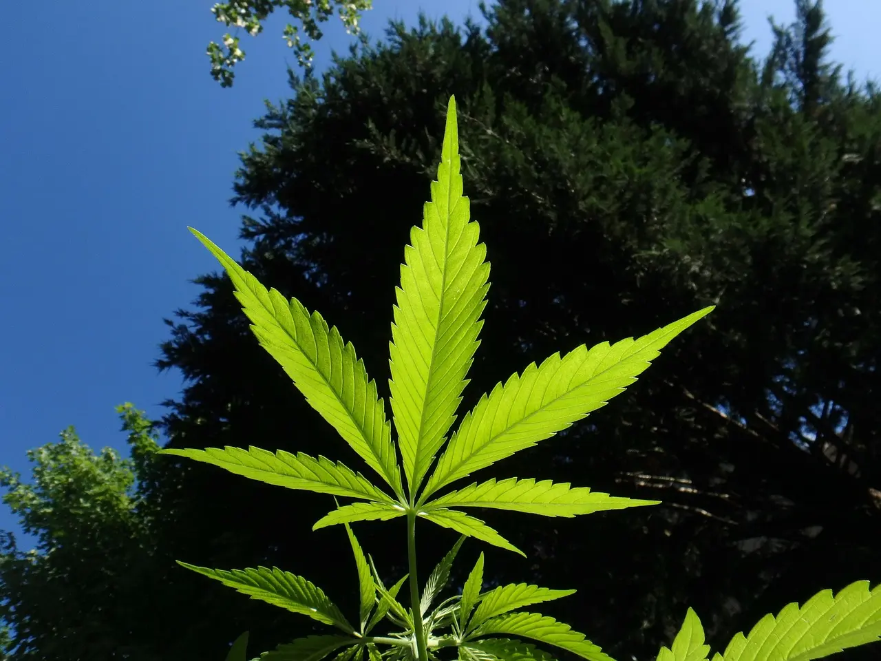 The Cannabis Grow Timeline: From Seed to Cured Harvest