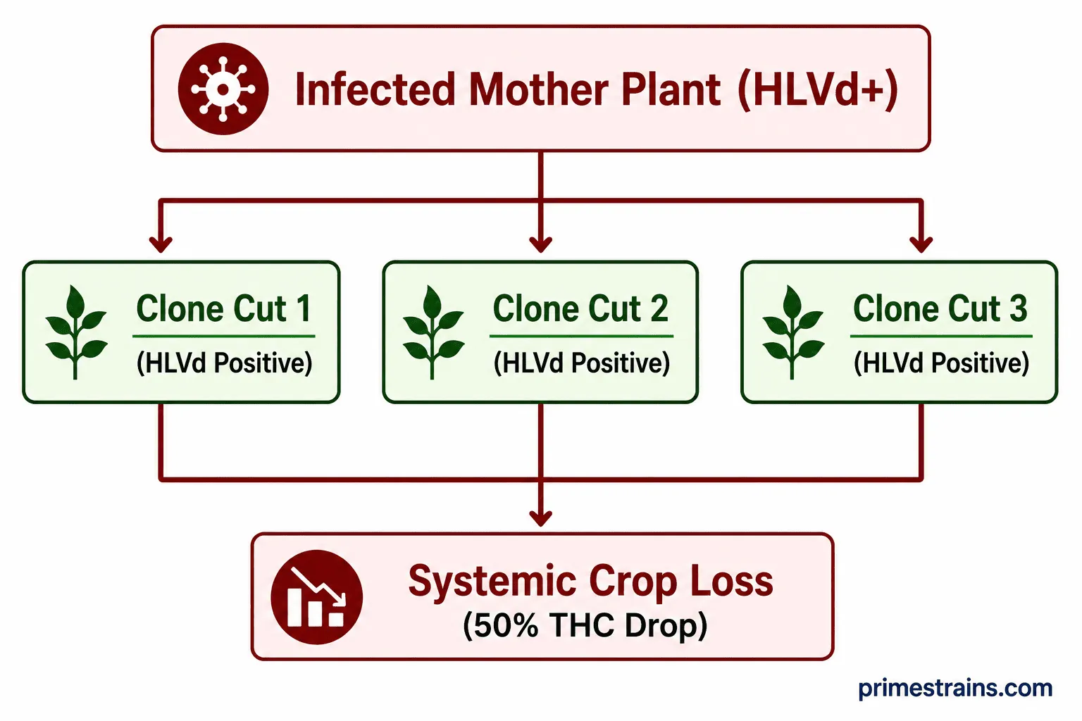 Hop Latent Viroid (HLVd)
