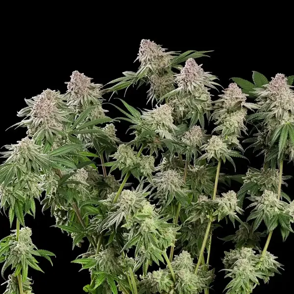 Blue Mystic