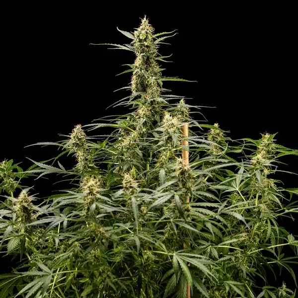 Royal Kush