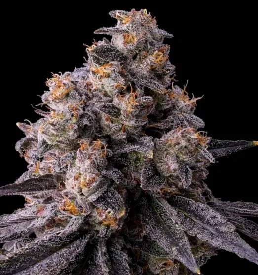 Rainbow Guava