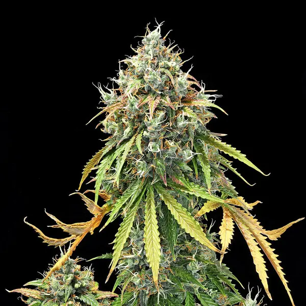 Royal Haze